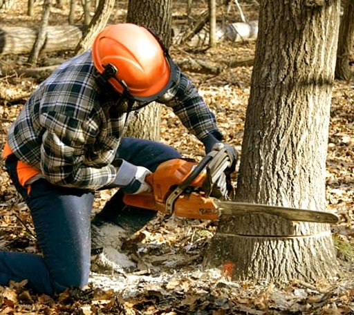 Tree Removal in Lyons, TX